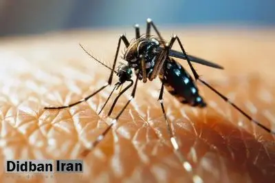 علوم پزشکی هرمزگان: گسترش بیماری تبدنگی در استان به مرحله خطرناکی رسیده و تبدیل به یک جنگ جمعی شده/ آمار مبتلایان رو به افزایش است و نشان از یک همهگیری دارد
