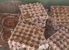 خانه عقرب ها با ۱۲ هزار نمونه عقرب در آباده کشف شد+عکس 