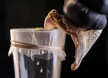 دستاورد محقق ایرانی دانشگاه دانمارک: ساخت پادزهری که سم ۱۷ مار مرگبار را خنثی می‌کند