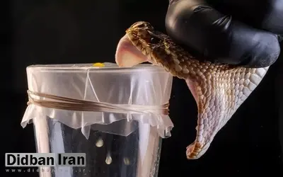 دستاورد محقق ایرانی دانشگاه دانمارک: ساخت پادزهری که سم ۱۷ مار مرگبار را خنثی می‌کند