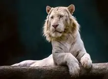 «شیببر» حیوان اعجاب‌انگیزی که حاصل جفت‌گیری شیر و ببر است!+تصاویر