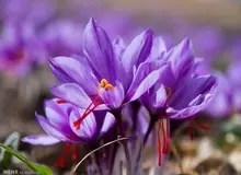 زعفران کیلویی ۱۲میلیون تومان/ زعفران ایران به افغانستان می رود و از آنجا با برند این کشور در بازارهای جهانی توزیع می شود
