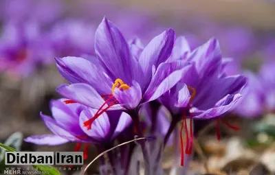 زعفران کیلویی ۱۲میلیون تومان/ زعفران ایران به افغانستان می رود و از آنجا با برند این کشور در بازارهای جهانی توزیع می شود