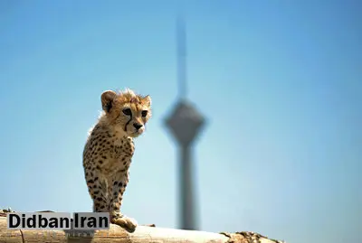 پیروز راهی توران خواهد شد