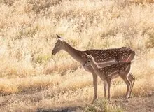  تولد نخستین گوساله گوزن زرد ایرانی در سایت رشکان