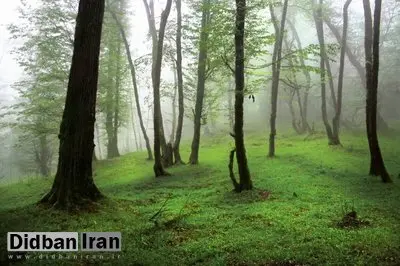 سرانه جنگل در ایران یک سوم میانگین جهانی است