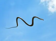 مار پرنده، موجودی ترسناک که الهام‌بخش شد 