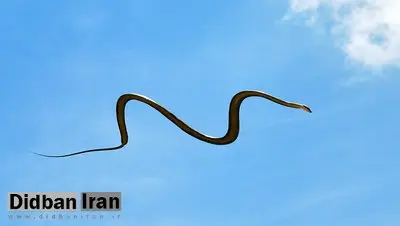 مار پرنده، موجودی ترسناک که الهامبخش شد