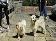 سگ گردانی در جنوب تهران هم ممنوع شد