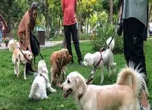 سگ‌ گردانی در یزد ممنوع شد