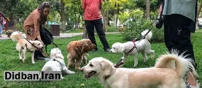 سگگردانی در ری ممنوع شد