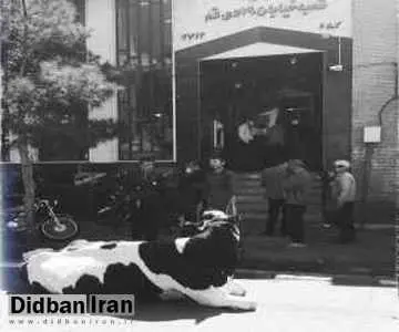 بانک ملی ایران: فردی که تقاضای تسویه بدهی بانک با گاو را داشت بازداشت شد/ گاو برای خودش نبود