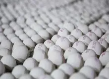 قیمت هر شانه تخم مرغ ۳۰ هزار تومان کاهش یافت