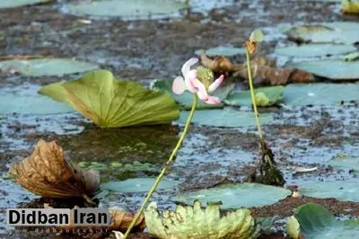 مدیرکل محیط زیست گیلان: روزانه ۱۵ تن زباله وارد تالاب انزلی می‌شود