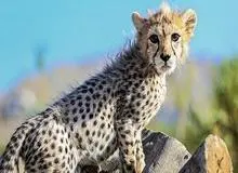 محیط زیست: «پیروز» به دلیل اینکه شیر مادر نخورده، مشکل کلیوی دارد