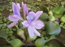 خرید، فروش و حتی پرورش این گل زیبا ممنوع شد!+ عکس