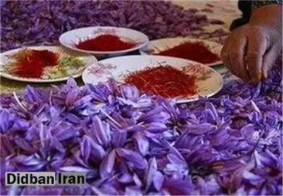 سقوط آزاد قیمت زعفران ایرانی/ ماجرا چیست؟ + عکس