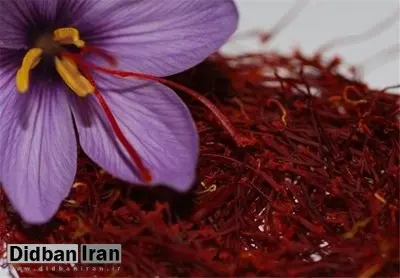 قیمت هرکیلو زعفران به ۱۸۰ میلیون تومان رسید/ هشدار درباره کاهش تولید به‌دلیل کم‌بارشی‌ها