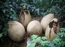 کشف اسکلت دایناسور کوچکی که ۹۹ میلیون سال پیش گور خود را کنده بود