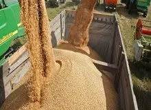 ادامه صادرات غلات آمریکا به ایران باوجود تحریم‌ها