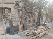 چنار‌های تنومند باغ فردوس تهران قطع شدند+تصاویر