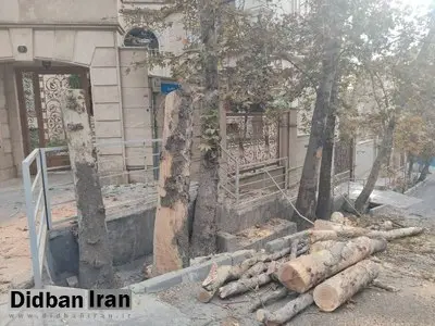 چنار‌های تنومند باغ فردوس تهران قطع شدند+تصاویر