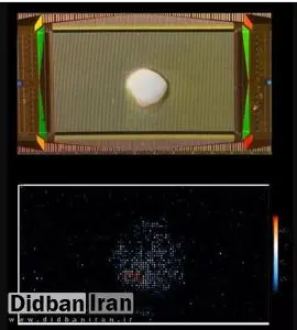 ساخت یک بیوکامپیوتر به کمک بافت مغز!