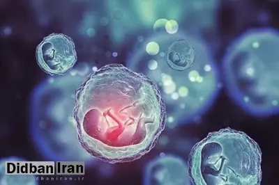 سلول‌های بنیادی؛ امید تازه زوج‌های نابارور