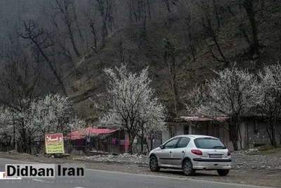 شکوفه های بهاری در گیلان+ تصاویر