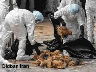 خطر آنفلوآنزای پرندگان همچنان در کمین است