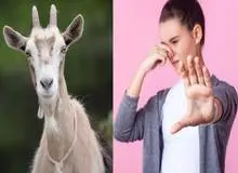  یافته جدید دانشمندان: بدن نوجوان‌ها بوی «بز» می‌دهد