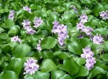 مبارزه با سنبل آبی (شیطان زیبای جهان) در گیلان ادامه دارد

