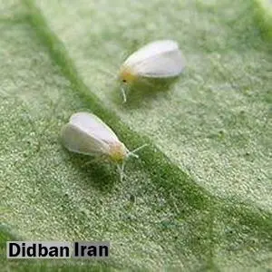 دانستنی‌هایی درباره «مگسهای سفید» پایتخت