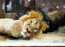 واکنش اسماعیل کهرم به ماجرای «هیرمان»/ این شیر اگر شانس بیاورد، می‌ میرد و راحت می‌شود! / اصلاً نباید چنین شیر با ارزشی را به ایران می‌آوردند