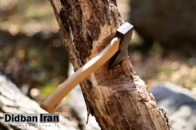 رفع خطر درختان آفت زده در منطقه ۱۱ تهران