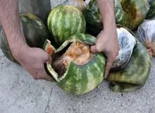 فروش میلیونی مواد مخدر در پوشش تراکنش تره بار