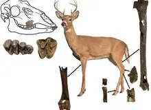 کشف فسیل ۵ میلیون ساله یک گوزن