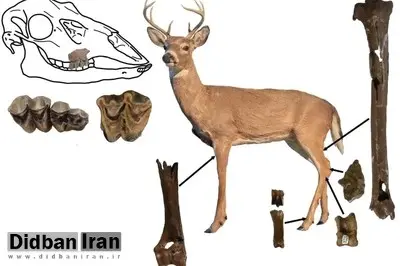 کشف فسیل ۵ میلیون ساله یک گوزن