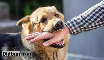 آمار مرگ بر اثر ابتلا به هاری در سال ۱۴۰۲ اعلام شد