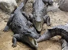 پرورش و سلاخی کروکودیل در مشهد/ یک فعال محیط‌زیست: باید منتظر قاچاق و سلاخی سگ‌ها و گربه‌ها برای خوراک این کروکودیل‌ها باشیم