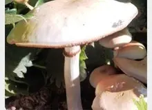 آمار تلفات مرگبار قارچ سمی در کشور به 15 نفر رسید
