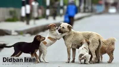سروری: سالانه ۲۵ هزار نفر توسط سگها کشته میشوند +فیلم