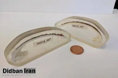 قدیمی‌ترین جانور منفرد دنیا که ۵۰۷ سال عمر کرد