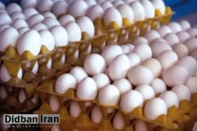 قیمت جدید تخم مرغ اعلام شد/ کاشانی: بالاتر از این قیمت، پول تخم مرغ ندهید!