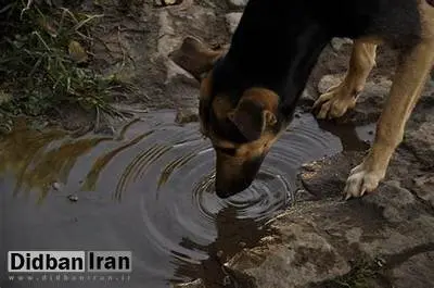 شکارچی غیرمجاز در خراسان رضوی با حکم دادگاه ساقی حیوانات شد 