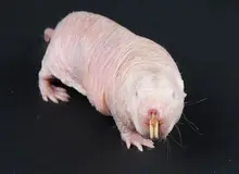 راز طول عمر طولانی بالاخره فاش شد؛ پستانداری کور و زشت که تقریبا پیر نمی‌شود