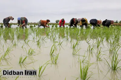 نامگذاری دو رقم جدید برنج در مازندران به نام شهدای هسته ای

