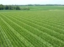 خرده مالکی مانعی برای توسعه کشاورزی نیشابور است
