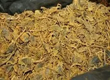 کشف 3 هزار عقرب از یک خانه در مشهد/هر گرم زهر عقرب 8 تا 10 هزار دلار قیمت دارد
