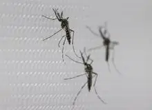 ورود سازمان پدافند غیرعامل برای مقابله با پشه آئدس